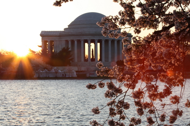 Jefferson Memorial at dawn with cherry blossoms